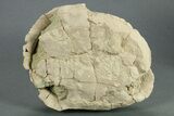 Oligocene Fossil Tortoise (Stylemys) - South Dakota #269871-1